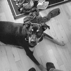 Blanding af racer Santos*R.I.P*