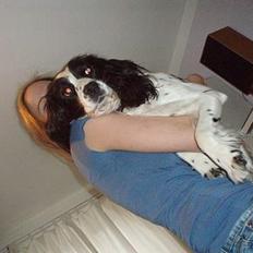 Engelsk springer spaniel Wiking Warrior Freja