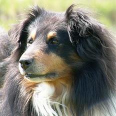 Shetland sheepdog Bjarkarima Urban