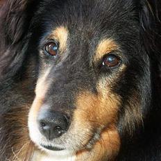 Shetland sheepdog Bjarkarima Urban