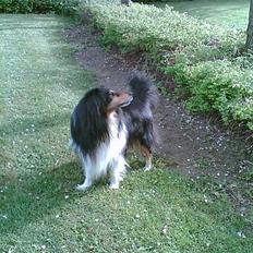 Shetland sheepdog Bjarkarima Urban