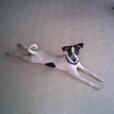 Blanding af racer Spottie <3 *R.I.P*