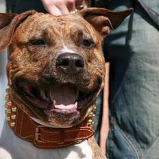 Amerikansk staffordshire terrier Tyta R.I.P 