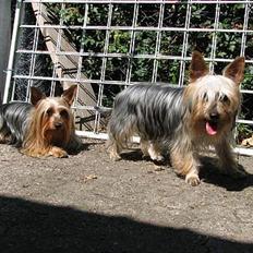 Australian silky terrier Shiela