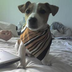 Jack russell terrier Bandit