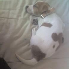 Jack russell terrier Bandit