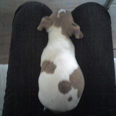 Jack russell terrier Bandit