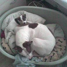 Dansk svensk gaardhund *MullePigen*  R.I.P...