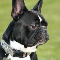 Fransk bulldog Bobo Har fået nyt hjem.