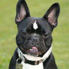 Fransk bulldog Bobo Har fået nyt hjem.