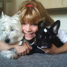 Fransk bulldog Bobo Har fået nyt hjem.