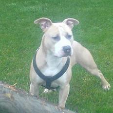 Amerikansk staffordshire terrier Silver