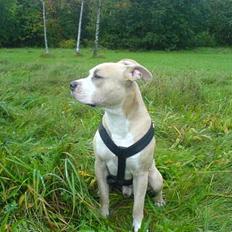 Amerikansk staffordshire terrier Silver