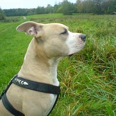 Amerikansk staffordshire terrier Silver
