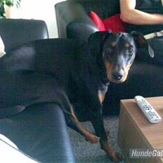 Dobermann Tarzan R.I.P - MY LOVE
