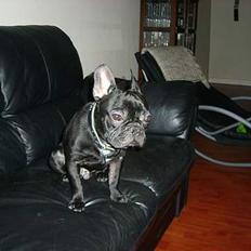 Fransk bulldog raiko