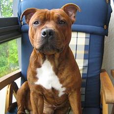 Staffordshire bull terrier Armani
