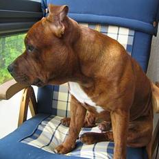 Staffordshire bull terrier Armani