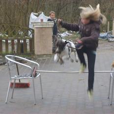 Gammel dansk hønsehund Anton