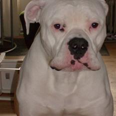 Amerikansk bulldog Archi