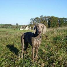Weimaraner Sønderskovens Danaweim