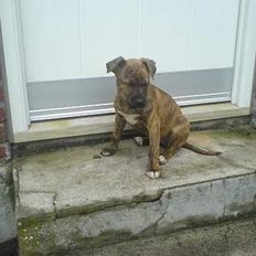 Blanding af racer Chili