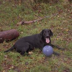 Labrador retriever Frida
