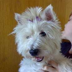West highland white terrier Mille R.I.P