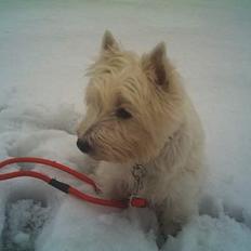 West highland white terrier Mille R.I.P