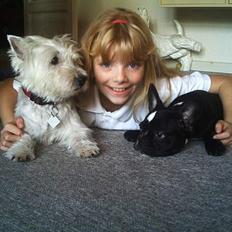 West highland white terrier Mille R.I.P