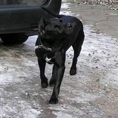 Blanding af racer Sofus