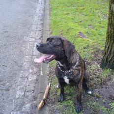 Blanding af racer sacia