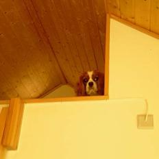 Cavalier king charles spaniel Tjalfe