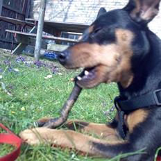 Dvaergpinscher Magnus