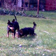 Dvaergpinscher Magnus