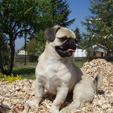Blanding af racer Tyson (Mops/Tibber)