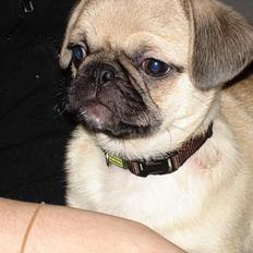 Blanding af racer Tyson (Mops/Tibber)