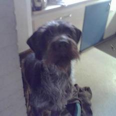 Ruhåret hønsehund Chivas Regal *savner dig*