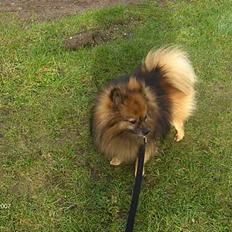 Pomeranian Pelle <3
