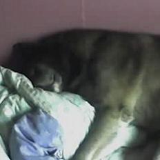 Blanding af racer Bjørn