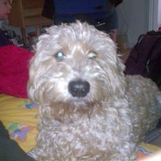 Gravhund blanding Emil Baloo RIP