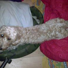 Gravhund blanding Emil Baloo RIP