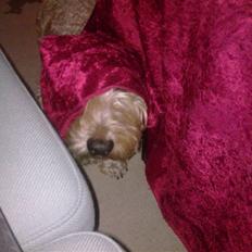 Gravhund blanding Emil Baloo RIP