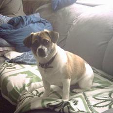 Blanding af racer Fjumse