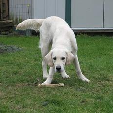 Golden retriever Walter