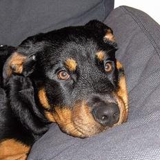 Rottweiler Liva
