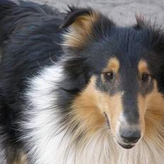 Collie langhåret Rex  solgt