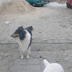 Collie langhåret Rex  solgt