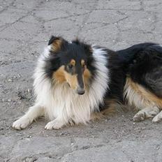 Collie langhåret Rex  solgt