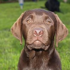 Labrador retriever Charlie